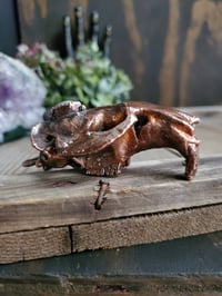Image 8 of Muskrat Skull with Moonstone