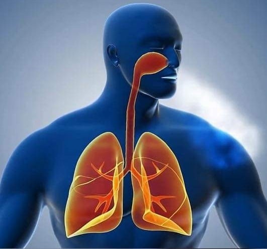 MULLE-IN It Over! Mullein Bush Leaf Tea For Respiratory-Breathing-Lung-Fever-Cough Support