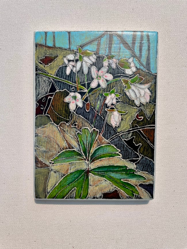 Spring Beauty