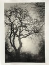 Tree, Port Navas, Cornwall. 