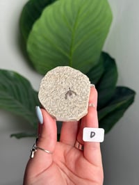 Image 4 of CHOOSE YOUR OWN FOSSILIZED FLY