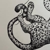 Image 4 of Cheetah 