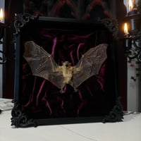 Image 2 of Maroon Velet Bat 