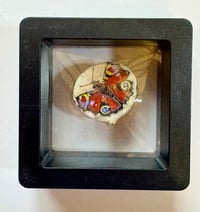 Image 2 of Peacock Butterfly Miniature Shell
