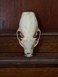 Image 4 of Grey Mongoose 