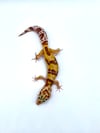 (Giant Line) Tangerine (Tremper) (3)