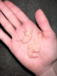 Image 5 of Hare embryo death cast small 