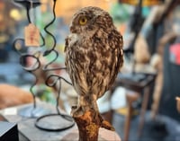 Image 1 of Vintage Taxidermy little owl 