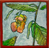 Jewelweed 