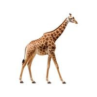 Reticulated Giraffe