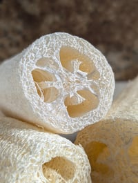 Image 2 of Natural Loofah Sponge