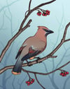 Giclée Print // Cedar Waxwing