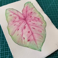 Image 1 of Original Illustration Caladium 'Sexy Pink'