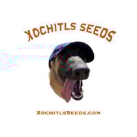 Xochitls Seeds  - Indian Occupied Kashmir Ganderbal 