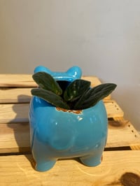 Image 2 of African Violet in Cute Blue Piggy