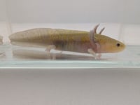 Image 2 of GFP Hypomelanistic Copper Juvenile Axolotl