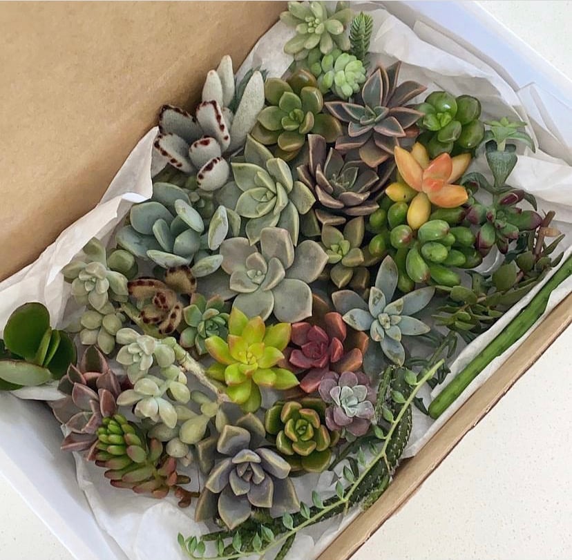 Image of Unlabelled Cuttings pack 30 pieces 
