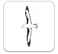 Image 1 of Black-browed Albatross Coaster