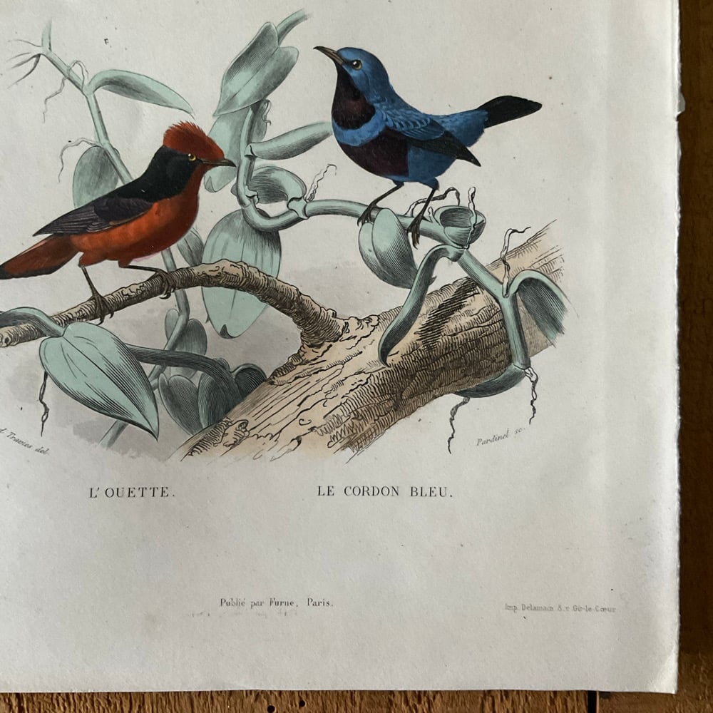 Image of Bird Picture no.2