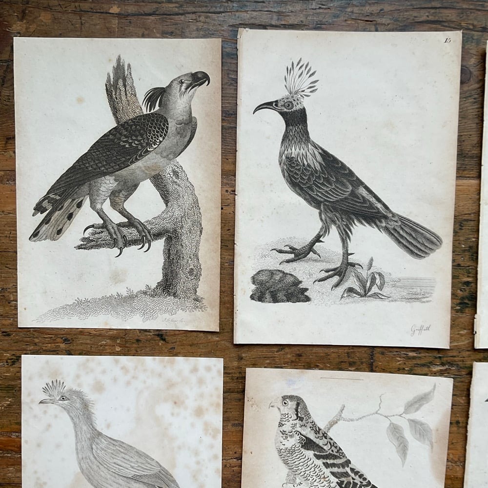 Image of Birds