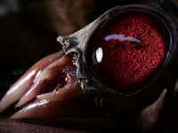 Image 4 of Crimson Oracle Snaggletooth Pendant OOAK