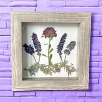 Image 5 of Plum Chrysanthemum, Veronica, Lavender And Catmint Wildflowers In 6" X 6" Shadow Box (Item# 202206S)