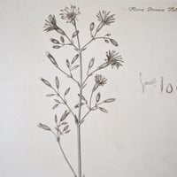 Image 4 of Planches De Botanique Crepide, Flora Danica, Periploca