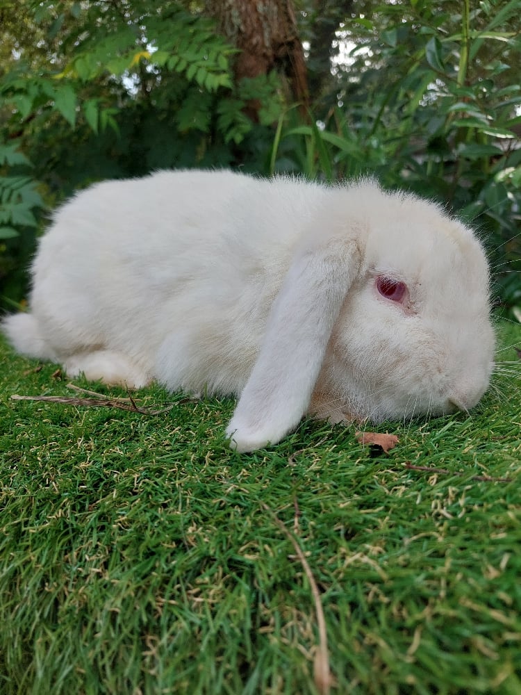 Image of Mindy (F)
