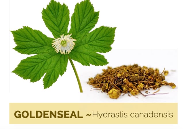 Goldenseal Salve