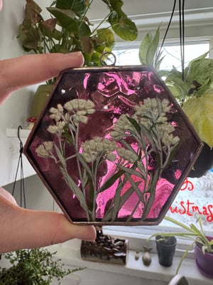 Hexagon with Pearly Everlasting 