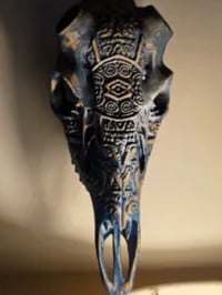 Image 9 of Deer Skull Antler Mount 11 inches