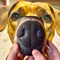 Image 4 of Custom Snoot Cup