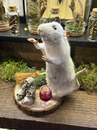 Taxidermy for Beginners Class - Thurs Feb 12th 5.30- 10pm (approx)  2026