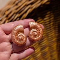 Image 5 of Coastal Dreaming Sharkeye Shell Collection 