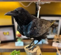 Image 1 of Taxidermy Crow  2