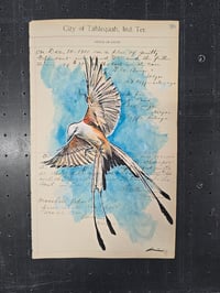 Image 1 of Tahlequah ScissorTail 