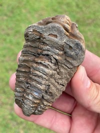 Image 9 of Trilobite Fossil #1482