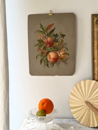 Image 2 of Ancienne illustration botanique