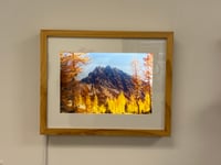 Image 2 of MAX MOYER - 'Larch Tree Light Box"