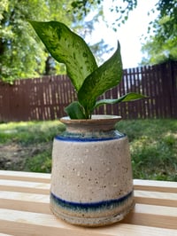 Image 4 of Dieffenbachia in "Hindsight 20-20" Vessel
