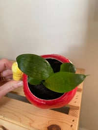 Image 2 of Snake Plant in "Teacher of the Year" Mug