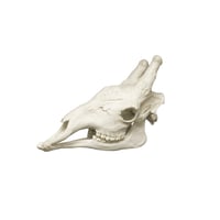 Real African Giraffe Skull