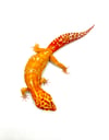 High Contrast Tangerine (Tremper) (Proven Breeder)
