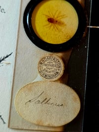 Image 5 of Antique Microscopic slide Spider - with preserved web 