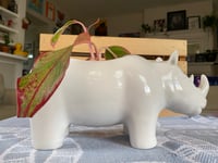 Image 5 of Red Aglaonema in White Rhino