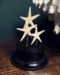 Image 3 of Dried Starfish Stand