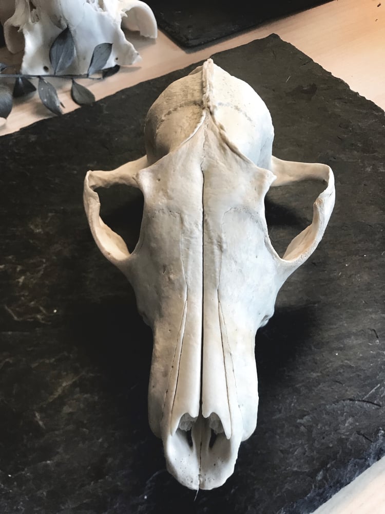 Image of Natural Badger Skull