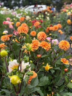 Image of Dahlia Masterclass