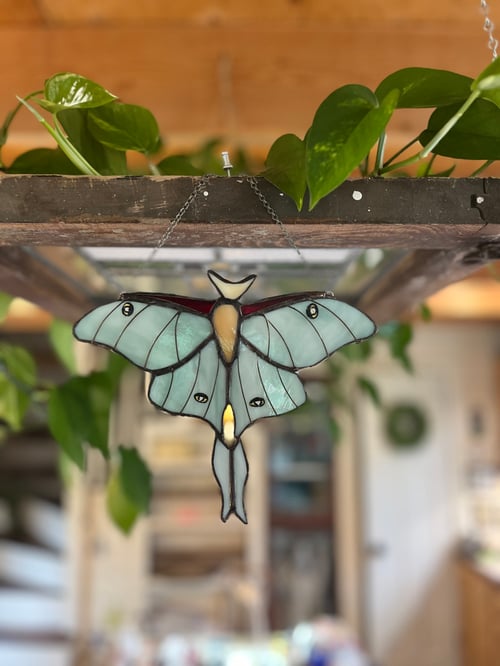 Image of Luna Moth 
