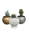 BASKETBALL PLANTS SILVER